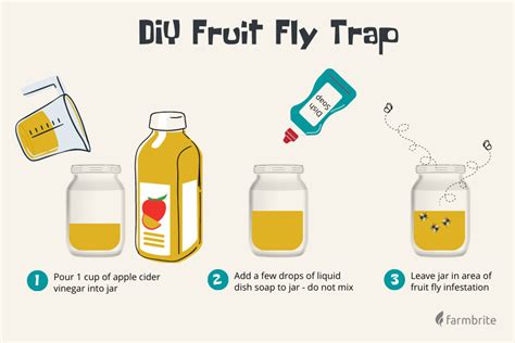 how to get rid of fruit flies with apple cider vinegar Top 23 apple cider vinegar fruit fly trap