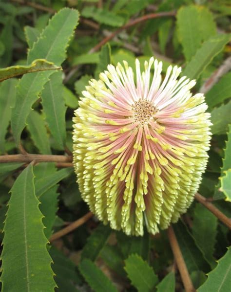 10 Fresh Banksia Oblongifolia Seeds Fern Leaved Banksia | Etsy