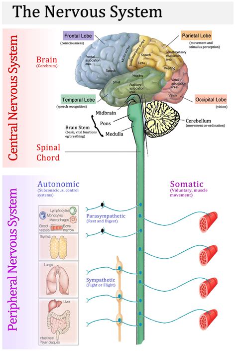 healthfavo.com | Human anatomy and physiology, Nervous system anatomy, Human nervous system