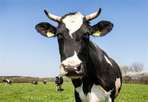 10 Facts about Dairy Cattle - FOUR PAWS in US - Global Animal ...