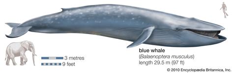 Blue whale | Facts, Habitat, & Pictures | Britannica