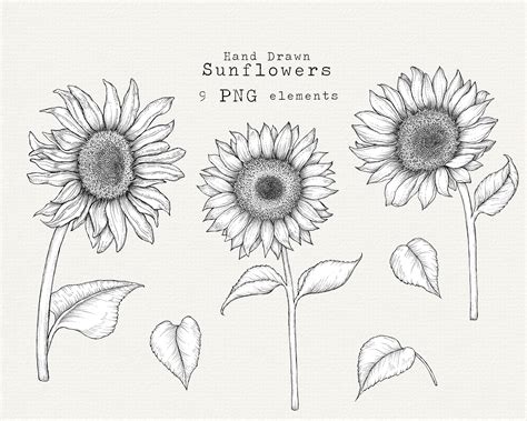 Sunflowers Clip Art Hand Drawn Sunflower Sunflower PNG - Etsy