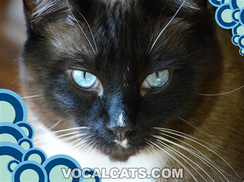 Snowshoe Siamese Cat: Complete Guide - Vocal Cats