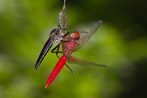 Dragonfly Predators