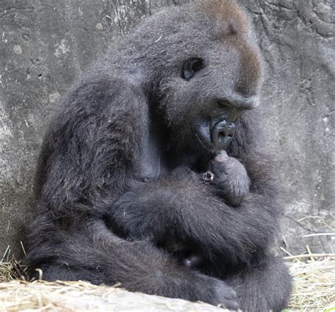 Tiny critically endangered gorilla baby born in New Orleans… | BWCentral