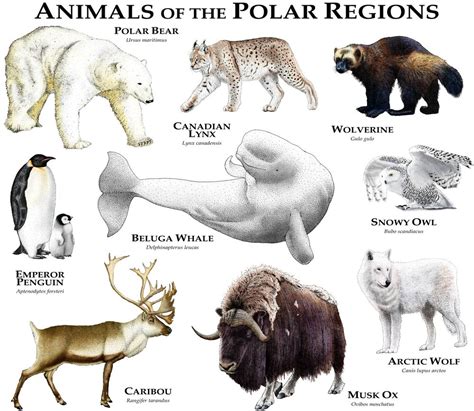 Animals of the Polar Regions Art Print by Wildlife Art by Roger Hall | Polar animals, Animals ...