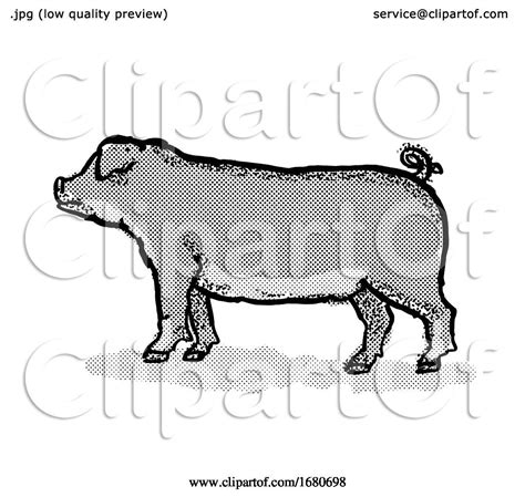 Duroc Pig Breed Cartoon Retro Drawing by patrimonio #1680698