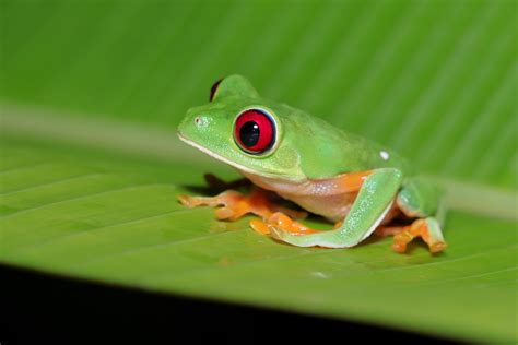 Red eyed tree frog - Costa Rica. : r/wildlifephotography