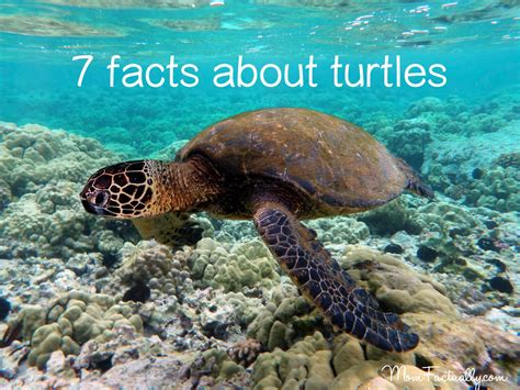 7 facts about turtles for World Turtle Day - Between Us Parents