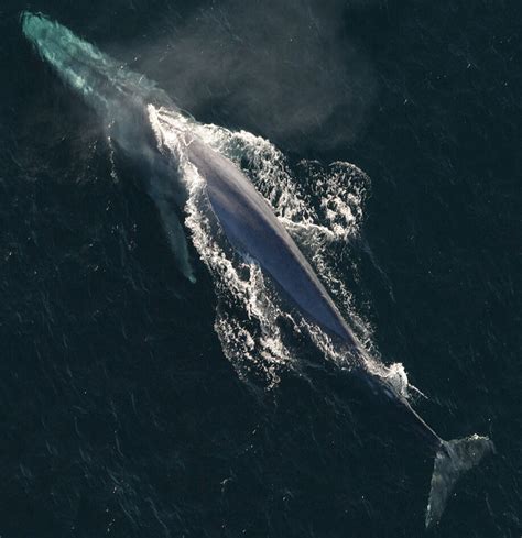 Fin-Blue Hybrids: A New Challenge for Blue Whale Conservation? - Baleines en direct