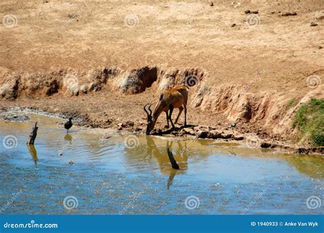 Red Hartebeest antelope stock image. Image of holes, kruger - 1940933