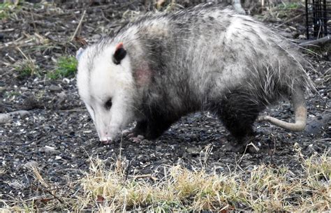 Give opossums a break