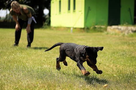 The Best Training Methods for Puppies