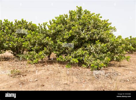 Example of a Less Well-tended Cashew Tree Farm, with less pruning of lower limbs, less clearing ...