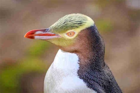 Yellow-Eyed Penguins At Risk Of Extinction In New Zealand - The Dodo