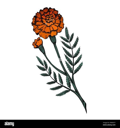 Marigold Flower Drawing Step By Step, How To Draw A Daisy Flower Archives How To Draw Step By ...