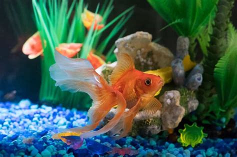 20 Best Tank Mates for Your Goldfish - Fish Tank Master