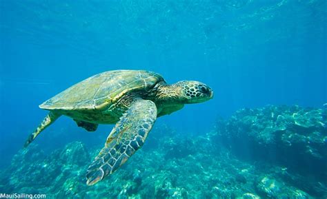 Top 10 Snorkeling Spots On Maui | Maui Sailing - Molokini, Snorkeling, Dinner, Sunset Trips