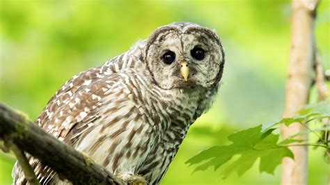 INTERVIEW: Talking Spotted Owl vs. Barred Owl with Dr. David Wiens - The Corvallis Advocate