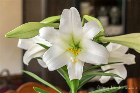 Easter Lilies, Their Meaning, and an Easter Centerpiece | Hearth and Vine