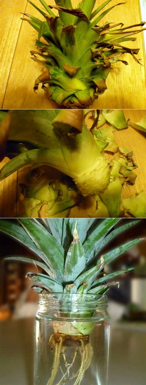 Growing a Pineapple in Water From a Pineapple Top - 101 Gardening