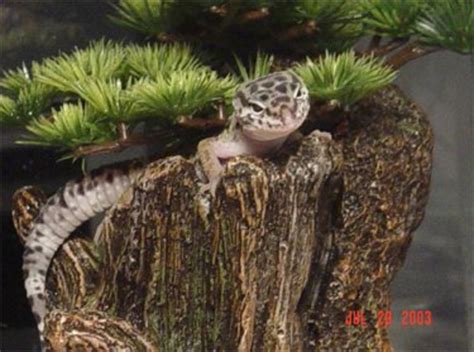 Leopard Geckos: Setting up a Natural Enclosure Like Their Native Habitat - PetHelpful