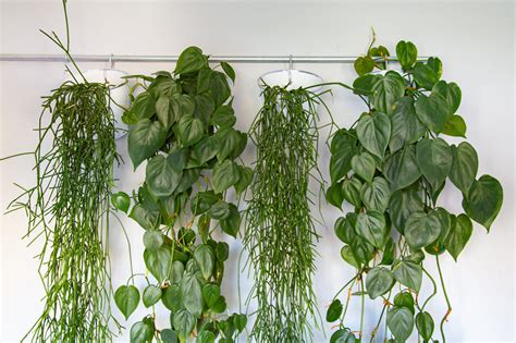 Trailing houseplants: 8 hanging plants for an indoor jungle feel