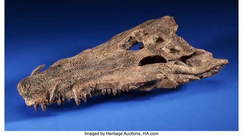 RARE FOSSIL CROCODILE SKULL. Borealosuchus sp.. Late Cretaceous. | Lot #73267 | Heritage Auctions