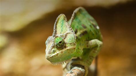 Chameleon | San Diego Zoo Animals & Plants