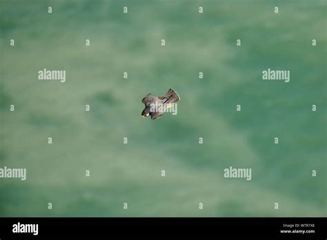 Diving falcon hi-res stock photography and images - Alamy