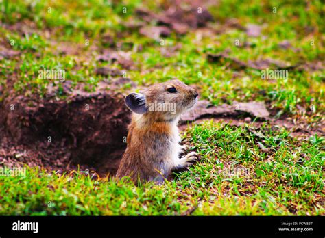 Plateau pika hi-res stock photography and images - Alamy