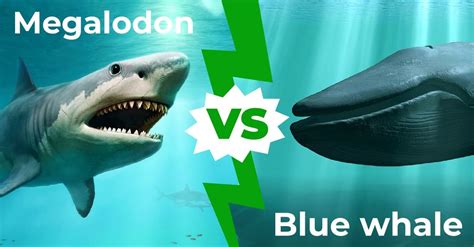 Megalodon vs Blue Whale: Who Would Win in a Fight? - IMP WORLD