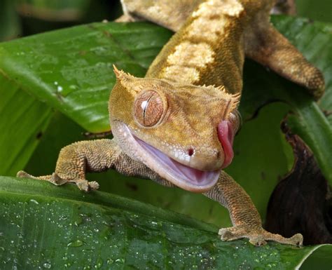 Crested Gecko - Famous in the Pet Trade - Learn About Nature