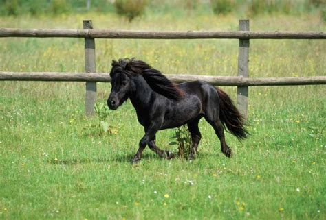 Miniature Horse Breeds - Top Five Most Popular Miniature Horse Breeds