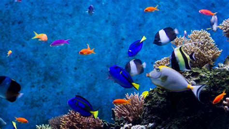 Download Fish Tank Screensaver Windows 10 PNG - Aesthetic Backgrounds Ideas