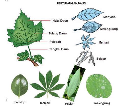 Bentuk Daun Sawi Menyirip Menjari Atau Sejajar