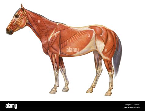 reembolso Goneryl Pesimista horse anatomy drawing Atticus Preludio espectro