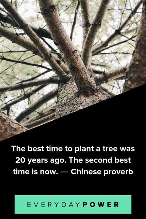 100 Tree Quotes To Make You Want To Plant Roots