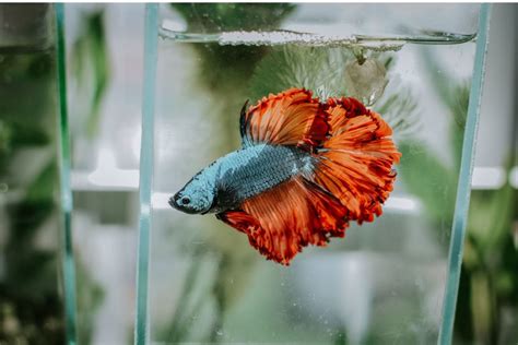 How to Set Up a Betta Fish Tank - PetHelpful