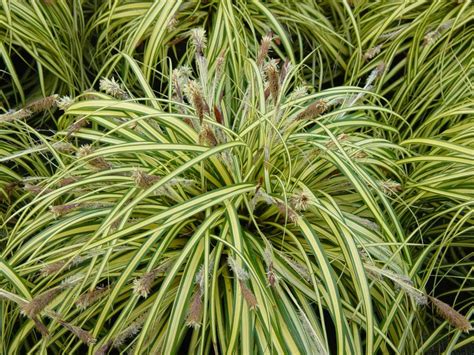 Plants & Flowers » Carex morrowii Variegata