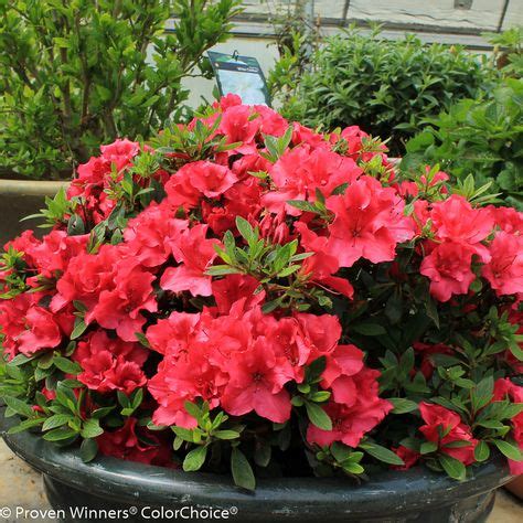 32 Best Different Azalea Varieties & Colors images | Shrubs, Flowering shrubs, Bloom