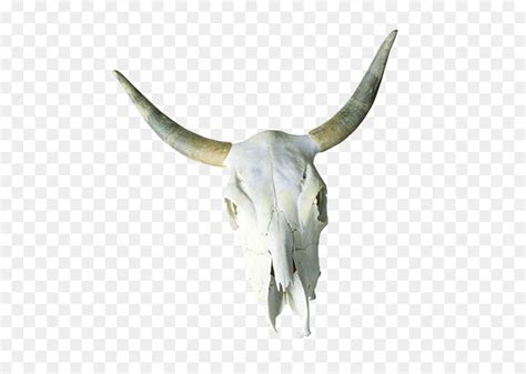 Free Cow Skull Silhouette, Download Free Cow Skull Silhouette png images, Free ClipArts on ...