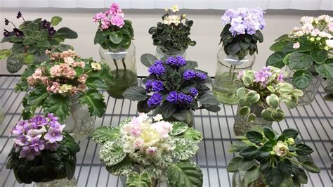 AFRICAN VIOLETS - Blooming in April 2021 - Part II - Miniatures - YouTube