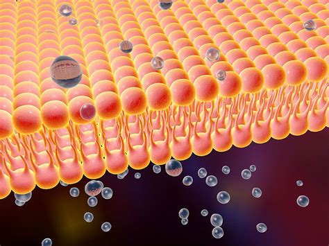 Transport Across Cell Membrane Questions