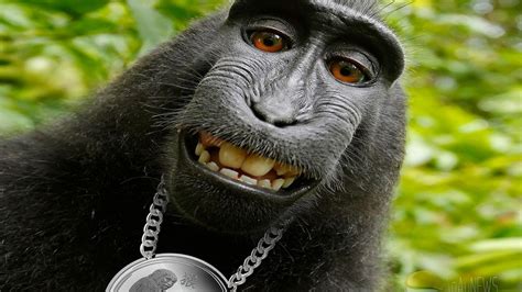 Funny Chimpanzee Monkey Expression In Green Leaves Background HD Funny Monkey Wallpapers | HD ...