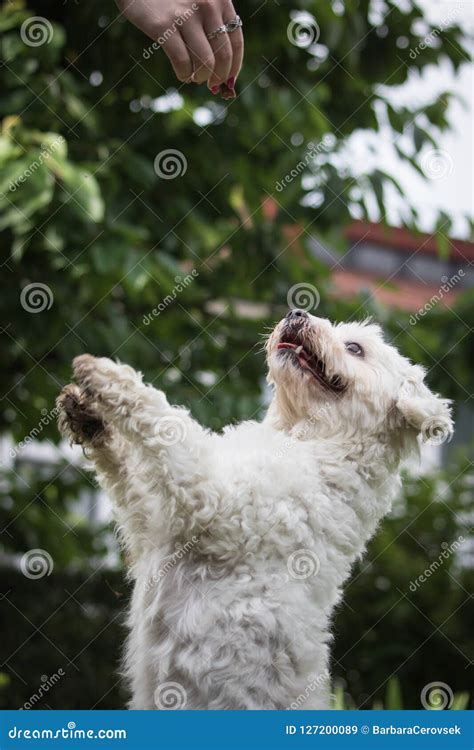 Maltese Dog Training - Standing Up Asking for Food Stock Image - Image of mammal, maltese: 127200089