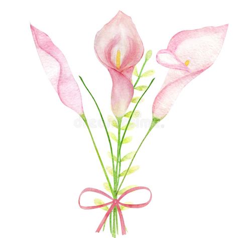 Watercolor Set Clipart Calla Lilies Hand Drawn Stock Image - Image of leaves, watercolor: 242043731