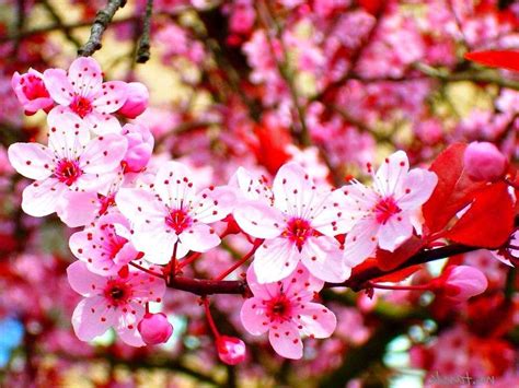 400+ Wallpaper Bunga Sakura Pink Picture - MyWeb