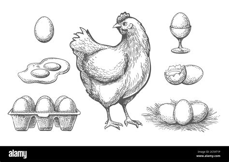 Hen and eggs sketch Stock Vector Image & Art - Alamy