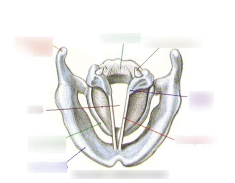 Vocal Folds Anatomy Diagram | Quizlet